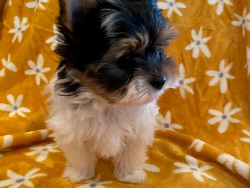 Jamie's Yorkies