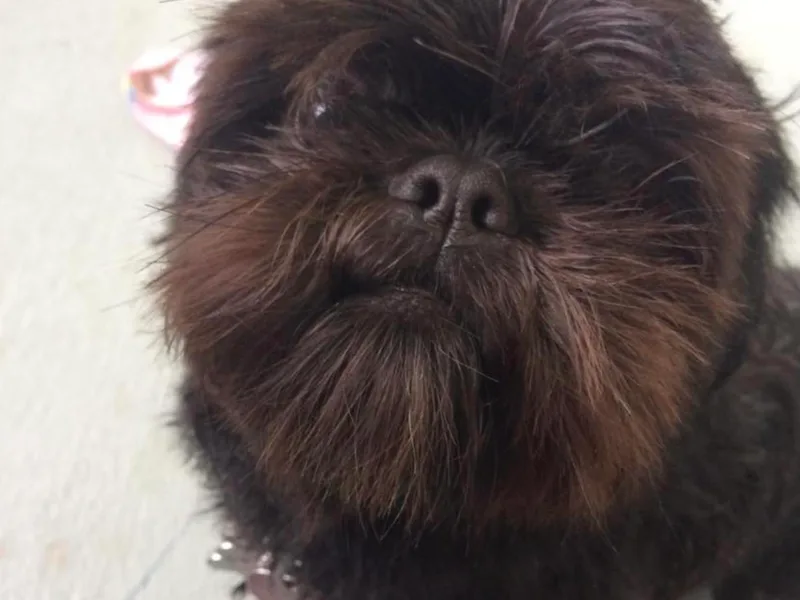 Jamie Serigny ShihTzus