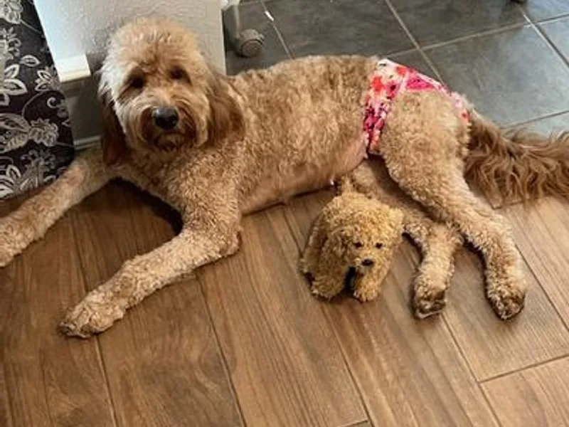 Jamison Goldendoodles photo 1