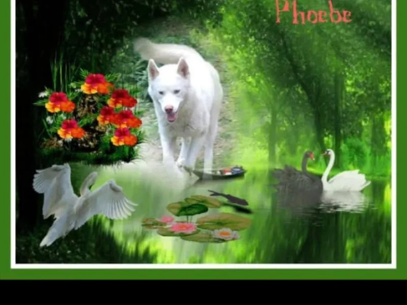 Jamuison’s Siberian Huskies