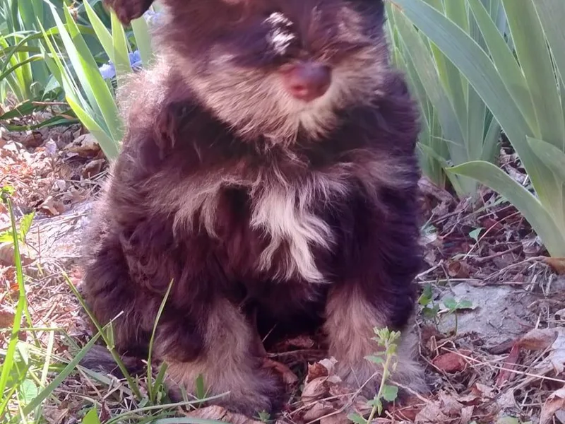 Jan's Miniature Schnauzers