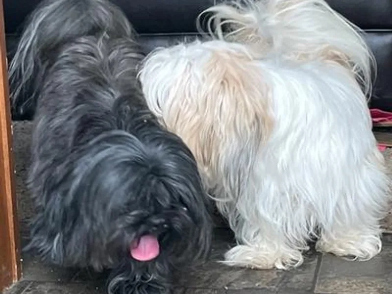 Jan’s Pups photo 1