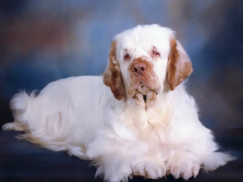 Jan Sutherland's Clumber Spaniel