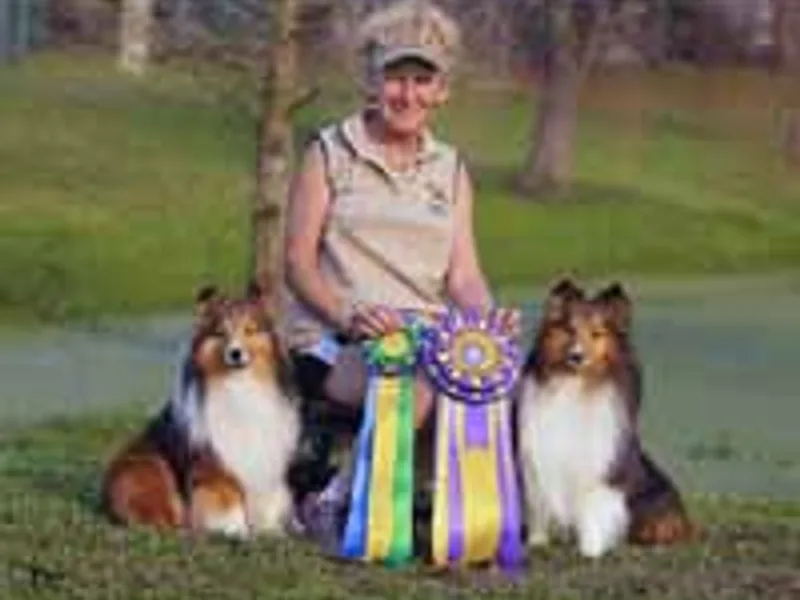 Jandale Shelties