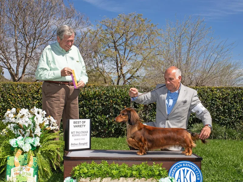 Jane Ahnger's Dachshunds