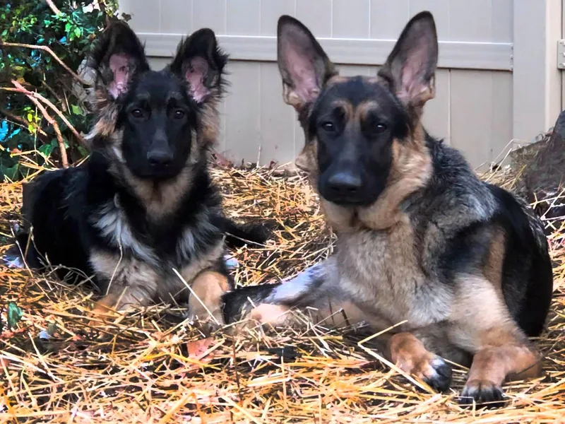 Jane Dancosse's German Shepherds