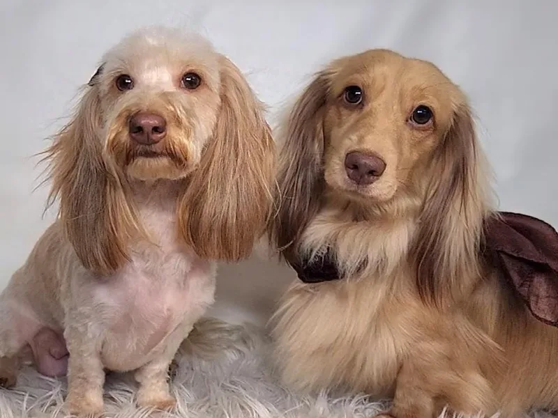 Jane’s Joy Longhair Dachshunds