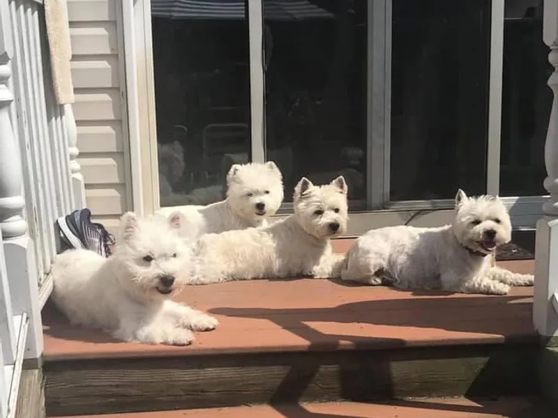 Jane Sajban-Hey's West Highland White Terriers