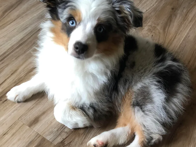 Janel's Mini &amp; Toy Aussies