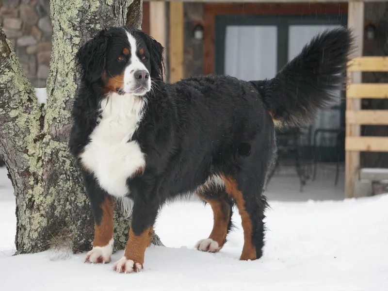 Janelle Heisey Phone # (814)494-4041