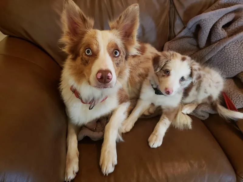 Janese's Border Collies