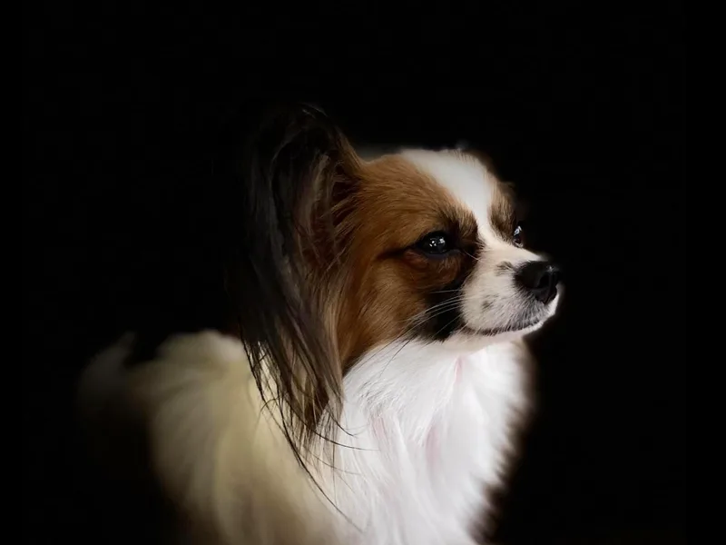 Janet Leiper's Papillons