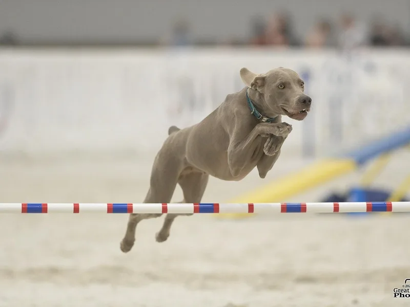 Janet's Weimaraners
