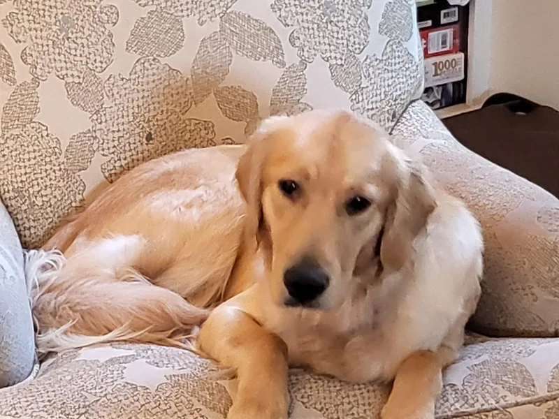 Janet Sweeney's Golden Retrievers
