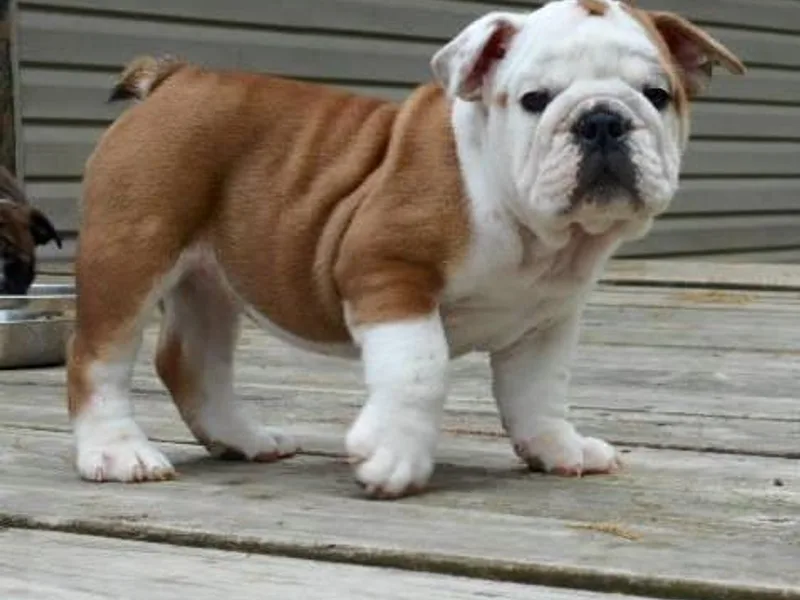 Janet Vance's Bulldogs