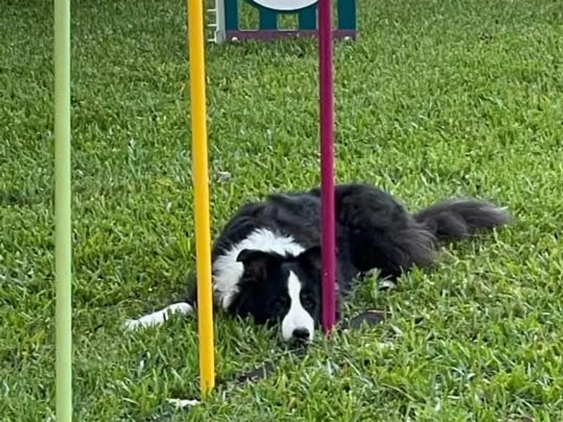Janet Wagner's Border Collies