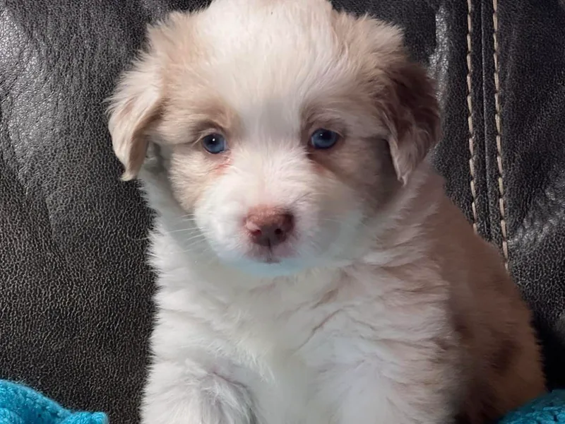 Janice's Mini American Shepherds