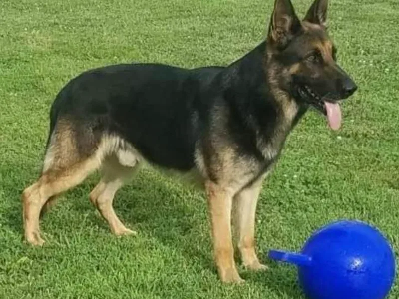 Janices AKC German Sheperds LLC