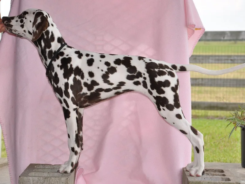 Janie's Dalmatians