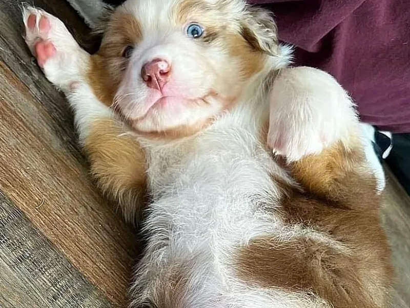 Janovsky Australian Shepherds- AKC Registered