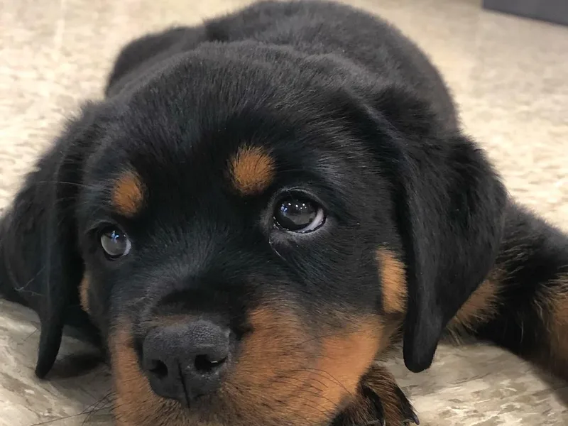 Jany Rottweilers