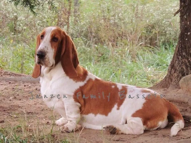 Janzen Family Bassets