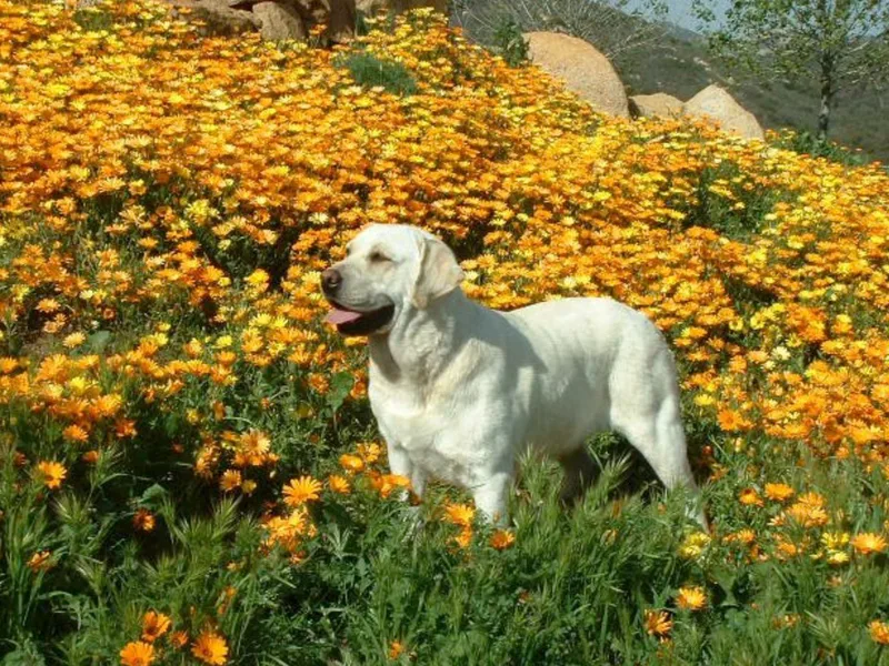Japatul Labradors