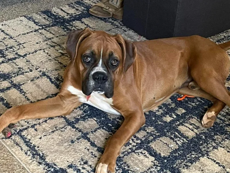 Jarrell’s  AKC Boxers of NC