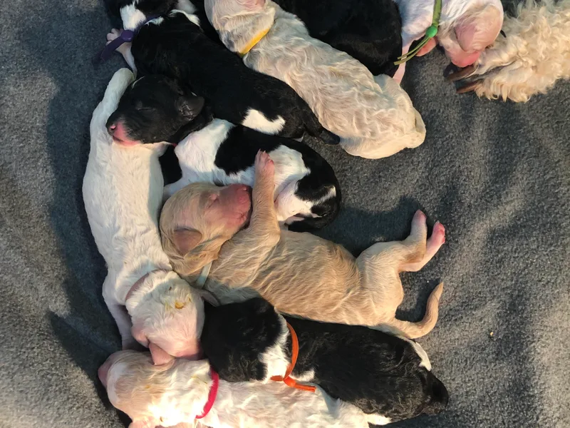 Jarvis Goldendoodles