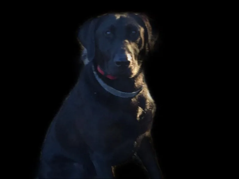 Jason Hopkins' Labrador Retrievers