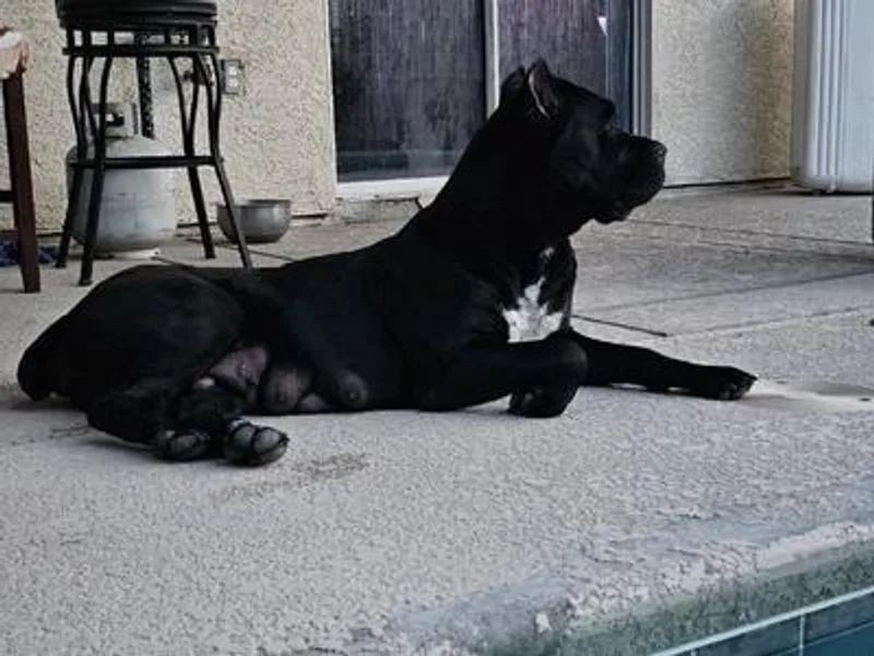Jason's Cane Corsos