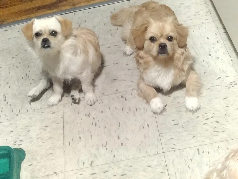 Jason's Pups photo 1