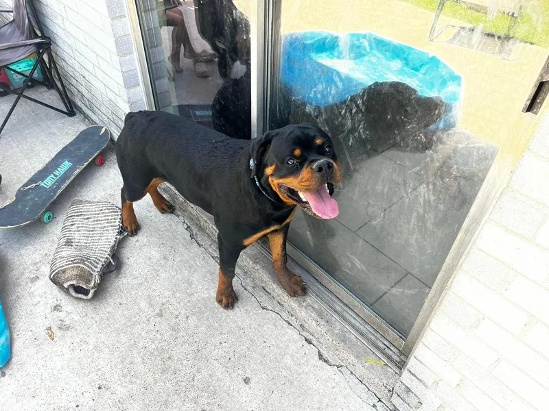 Jason's Rottweilers photo 1