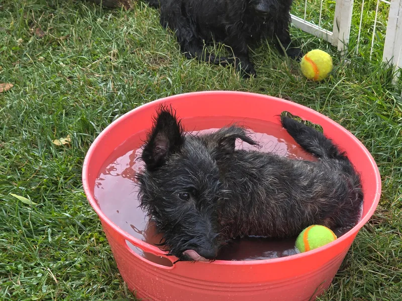 Jason's Scottish Terriers