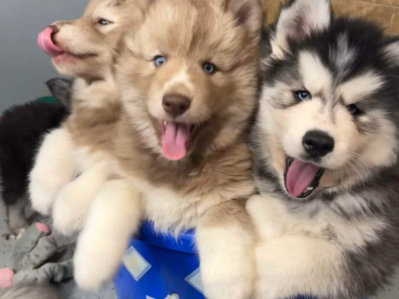 Jasper Blues Siberians