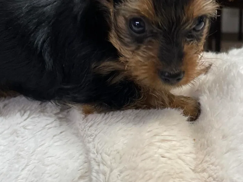 Jasper’s Yorkshire Terriers