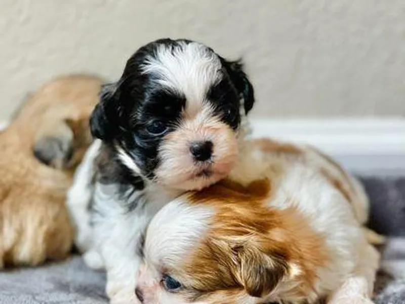 Jasper Shih Tzu
