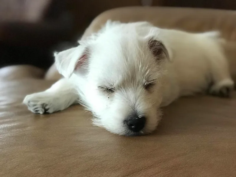 JaSpor West Highland White Terriers