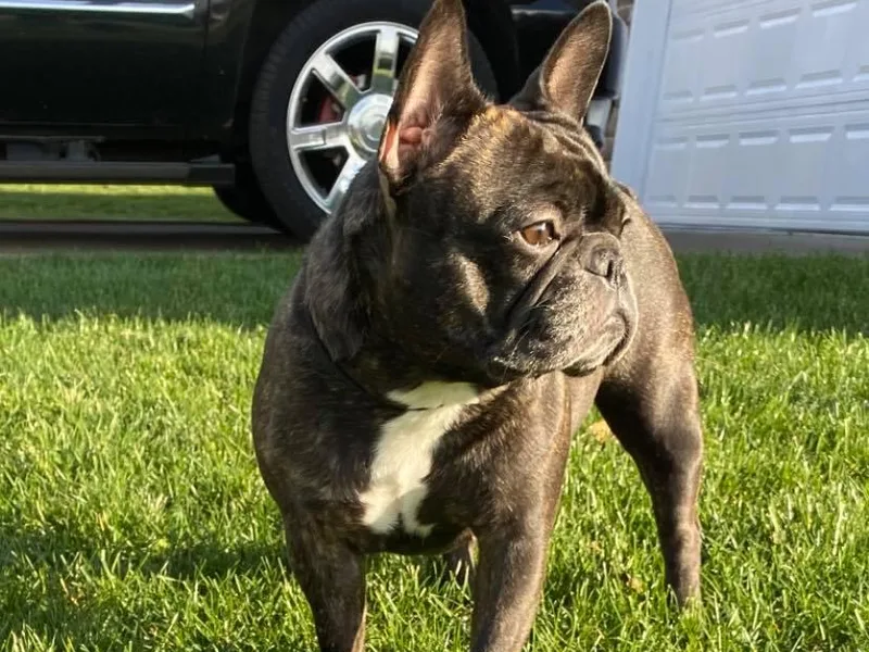 Jasu French Bulldogs