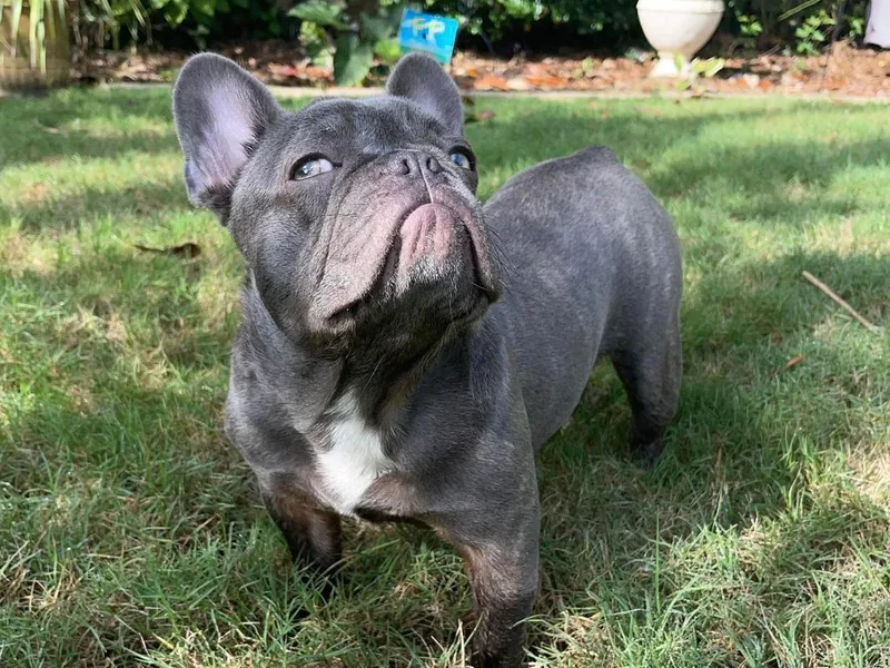 Jax Kennels photo 1