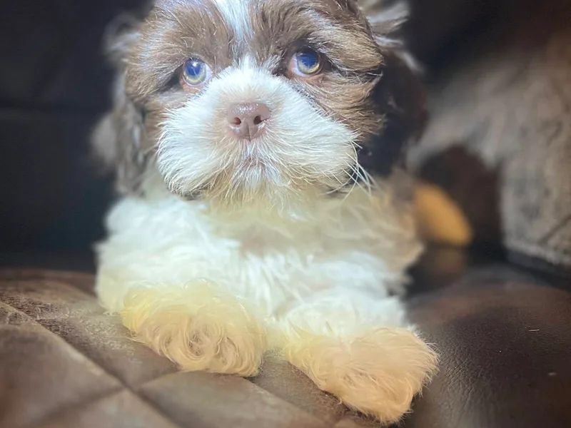 Jay&amp;Ray Shih Tzu’s