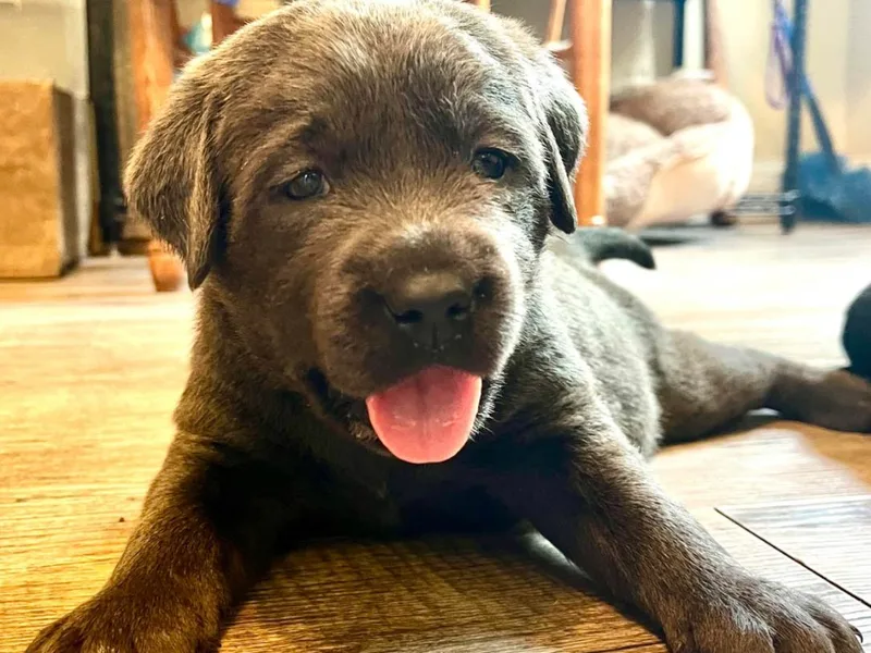 Jay Family Labs
