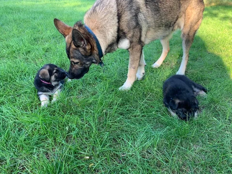 JayDee's Proud K911 photo 1