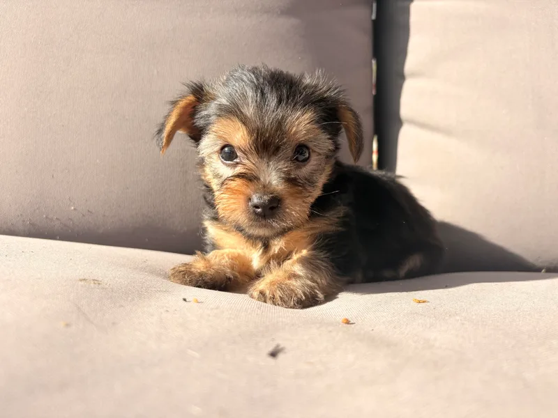 Jaymele's Yorkshire Terriers