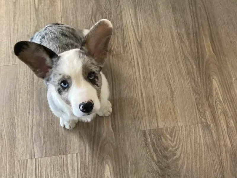 Jaynie's Cardigan Welsh Corgis