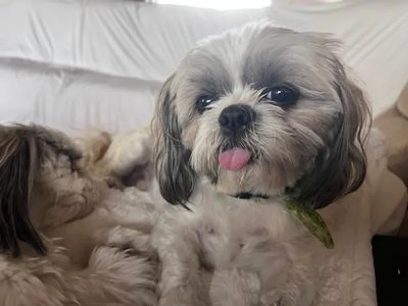 Jazmine’s Shih Tzu Pups
