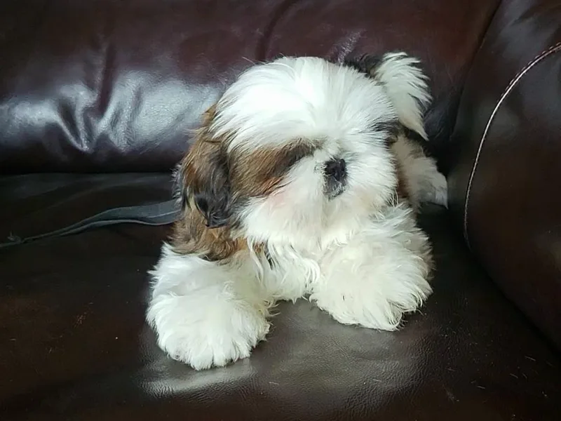 Jazzie Shih Tzu
