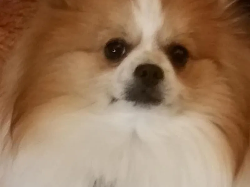 Jazzy Pomeranians