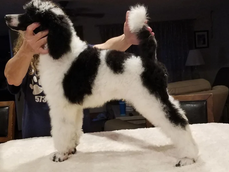Jazzy's Standards poodles