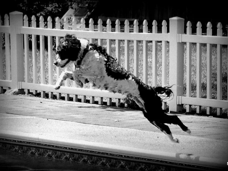 JBJ's Portuguese Water Dogs